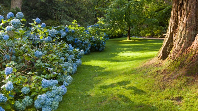 Blue hydrangeas line the river Hiraethlyn, set amongst tall trees and lush, green grass